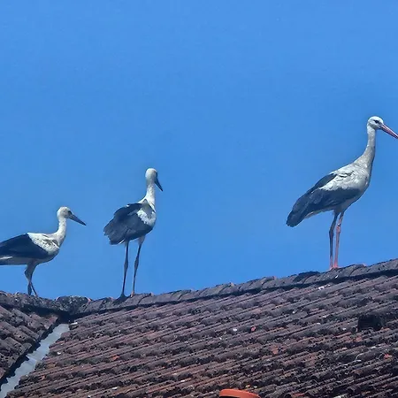 07 Birkenhain - Hof Wiesengrund *